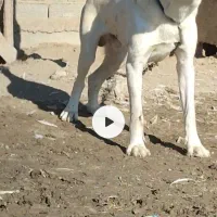 سگ نر نگهبان الابای|سگ|گمیشان, |دیوار