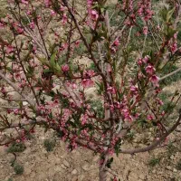 فروشندگی در نمایشگا سیرجان