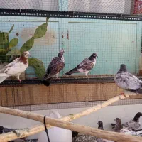 کفتر پرشی|پرنده|قم, باسکول|دیوار