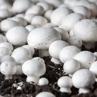 استخدام برای اماده سازی و پخش قارچ دکمه ای