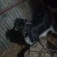 بزغاله دبری|حیوانات مزرعه|باغ بهادران, |دیوار