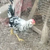 سه تا خروس گلین لری بالغ|حیوانات مزرعه|رضوانشهر, |دیوار