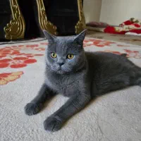 واگذاری گربه