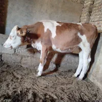 گوساله سمینتال اصل درجه یک|حیوانات مزرعه|میاندوآب, |دیوار
