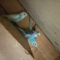 فروش مرغ عشق