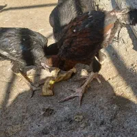 جوجه لاری دو عدد