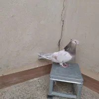 کبوتر سرور یا سرول کشیده نوک ریز