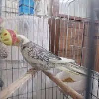 4 عدد عروس هلندی جوان و اهلی شده|پرنده|اندیشه, اندیشه فاز ۱|دیوار