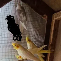 فروش فوری عروس هلندی کبوتر برزیلی