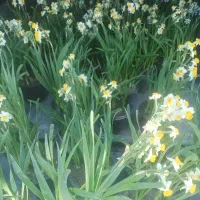 نهال گل نرگس