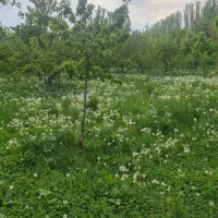 باغ درجاده پسک وزیوه|فروش دفتر صنعتی، کشاورزی، تجاری|فیرورق, |دیوار