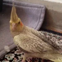 عروس هلندی