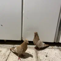کفتر سینه زرد جوجه سینه زرد کاکولی