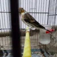 سهره قناری قرص بخون