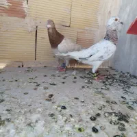 علی خلیلی