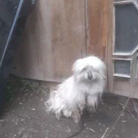 سگ پاکوتا شیتزو نر زیبا بازیگوش ۵میلیون+معاوضه