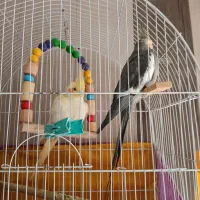 عروس هلندی نر ماده