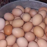 تخمه مرغ محلی روستا|خوردنی و آشامیدنی|مریوان, |دیوار