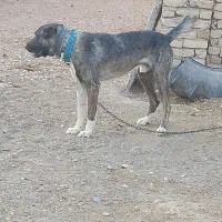 سگ گله