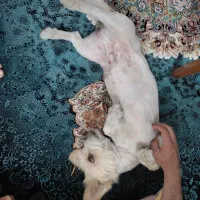 واگزاری سگ