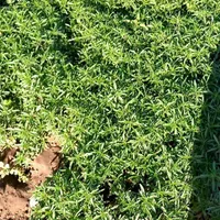 سبزی خشک و سبزی خوردن|عمده‌فروشی|نیشابور, شهرک اندیشه|دیوار
