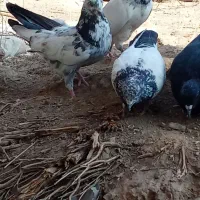 تعدادی کبوتر