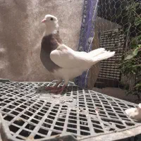 طوقی سرکه ای|پرنده|لردگان, |دیوار