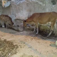 گاو سمینتال با گوساله