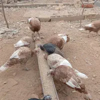بوقلمون محلی تخم گذار|حیوانات مزرعه|شیراز, قلات|دیوار