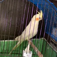 عروس هلندی نر جوان