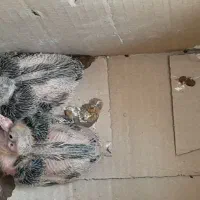 جوجه کفتر رایگان