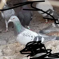 ماده پولک مسافتی نژادکولباکی|پرنده|چناران, |دیوار