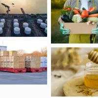 محصول یا سرمایه از شما صادرات مطمئن از ما