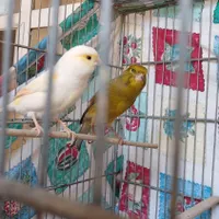 یه جفت قناری نر ماده سالم قرص اماده|پرنده|کرج, پیشاهنگی|دیوار