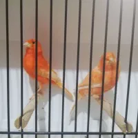 قناری red'factore