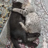 واگذاری یه بچه گربه نر عقیم شده مشکی|گربه|مبارکه, |دیوار