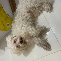 واگذاری شیتزو