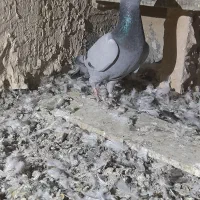 کبوتر پلاکی اصل