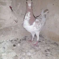 پلنگ زرد نر وحشی صید صبح