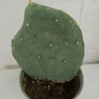 همه کاکتوسها باهم ۱۹۵ تومن|گل و گیاه طبیعی|مراغه, |دیوار