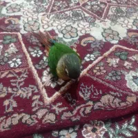 گیرینچینگ جوجه ۳ماه|پرنده|مشهد, شهید آوینی|دیوار