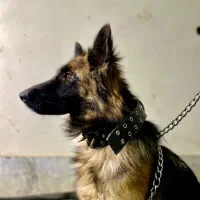 واگذاری سگ ژرمن شولاین|سگ|ابریشم, |دیوار