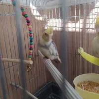 عروس هلندی|پرنده|تهران, بیسیم|دیوار