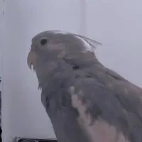 عروس هلندی گمشده|حیوانات|جم, |دیوار