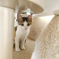 پیشی|گربه|تهران, نیروی هوایی (پیروزی)|دیوار