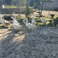 تخم غوغاز و غوغاز چینی فروشی