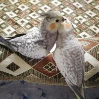 عروس هلندی ماده