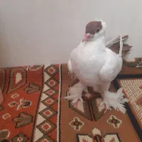 کفنر طوقی پاپری سفید قهوه ای نر