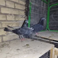 کفتر زاغ سبز نر ماده آماده