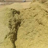 فروش کاه عدس لوبیا تازه پاک شلیف گرفته